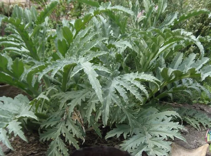 Les Cimaises Du Couvent Apartment Beaune (Cote d'Or)